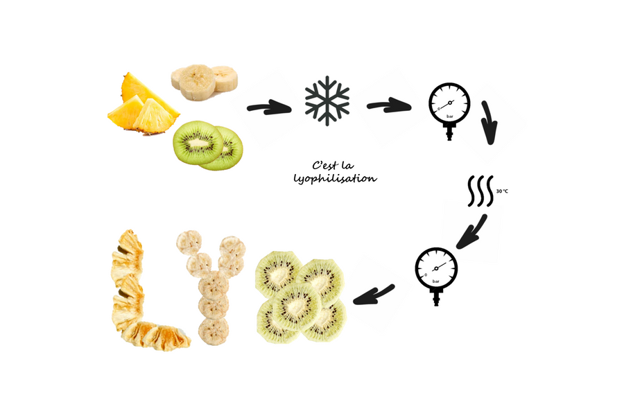 Les étapes de la lyophilisation